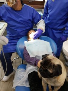 Perro en el dentista 2